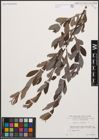 Foto von Salix cinerea L.